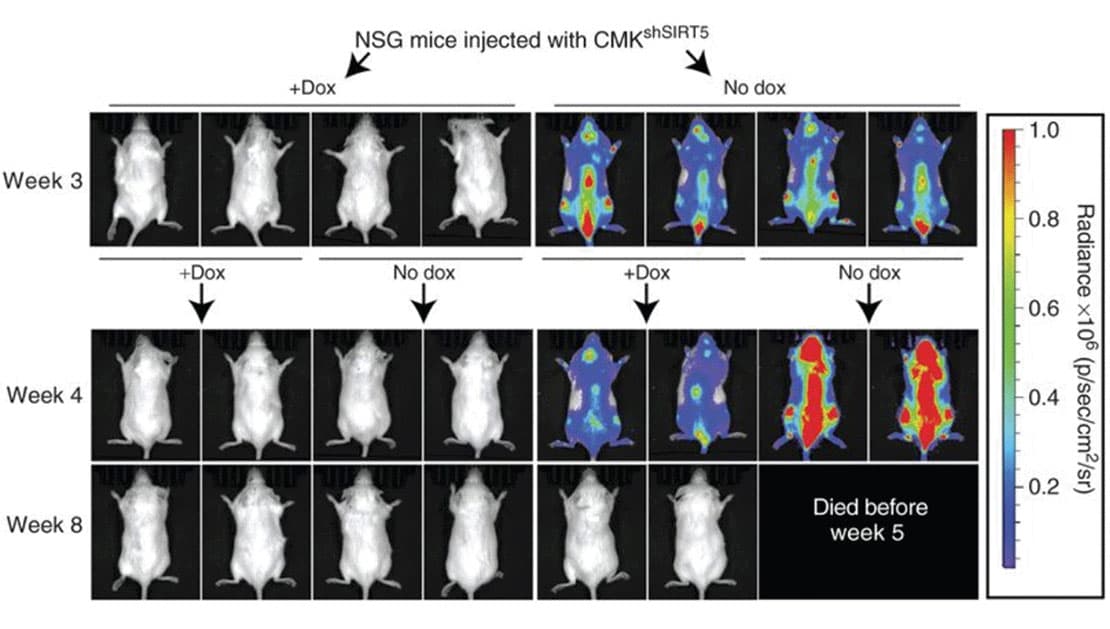 SIRT5 KD attenuates leukemia in a xenograft model  SIRT5 KD attenuates leukemia in a xenograft model