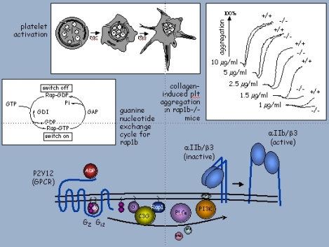 Illustration montage of platelet responses.