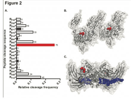 Kastrup Publication Illustration