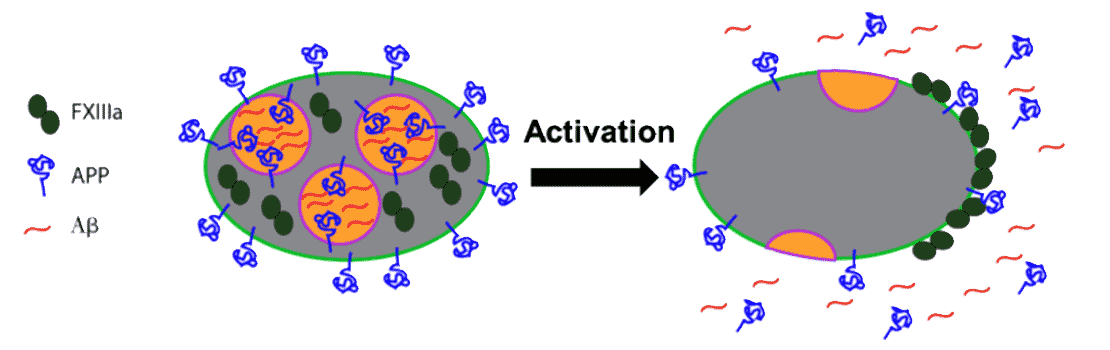 Neurodegenerative Disease Clotting Illustration