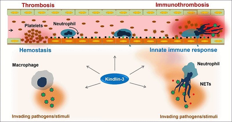 Ma, YanQing. Research Fig. 02-18-22