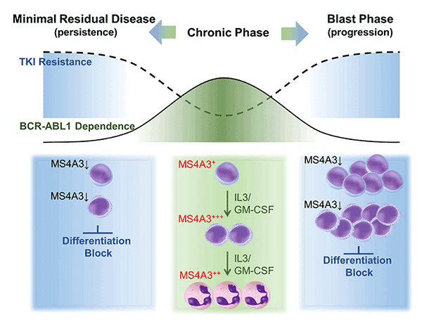 Function of MS4A3