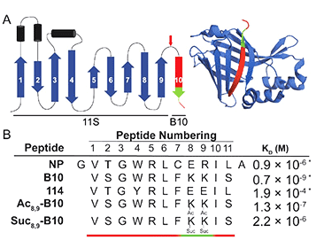 NanoLuc structure