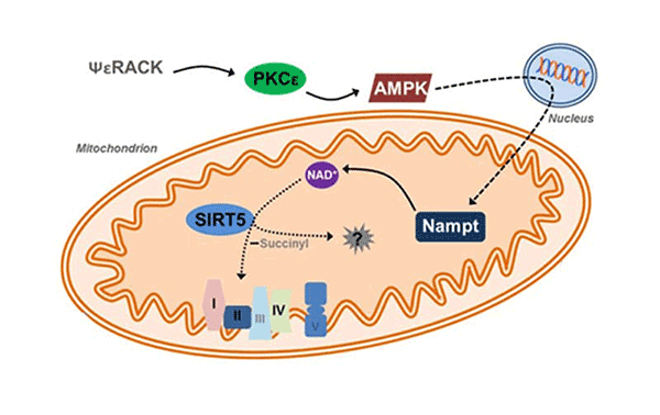 SIRT5 as mitochondria illustration.