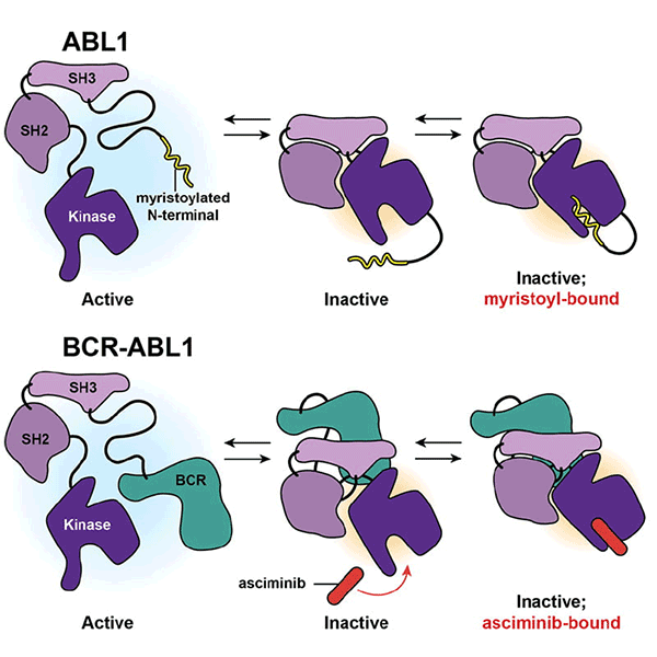 Strategies to target BCR-ABL1 compound mutants in CML and Ph+ ALL