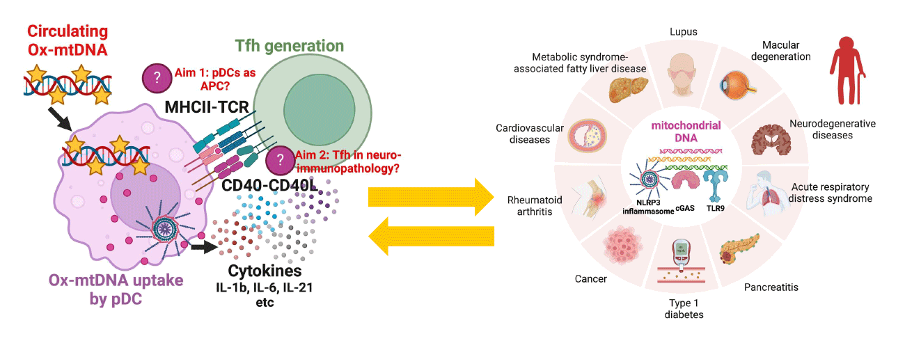 Figure 2 Illustration